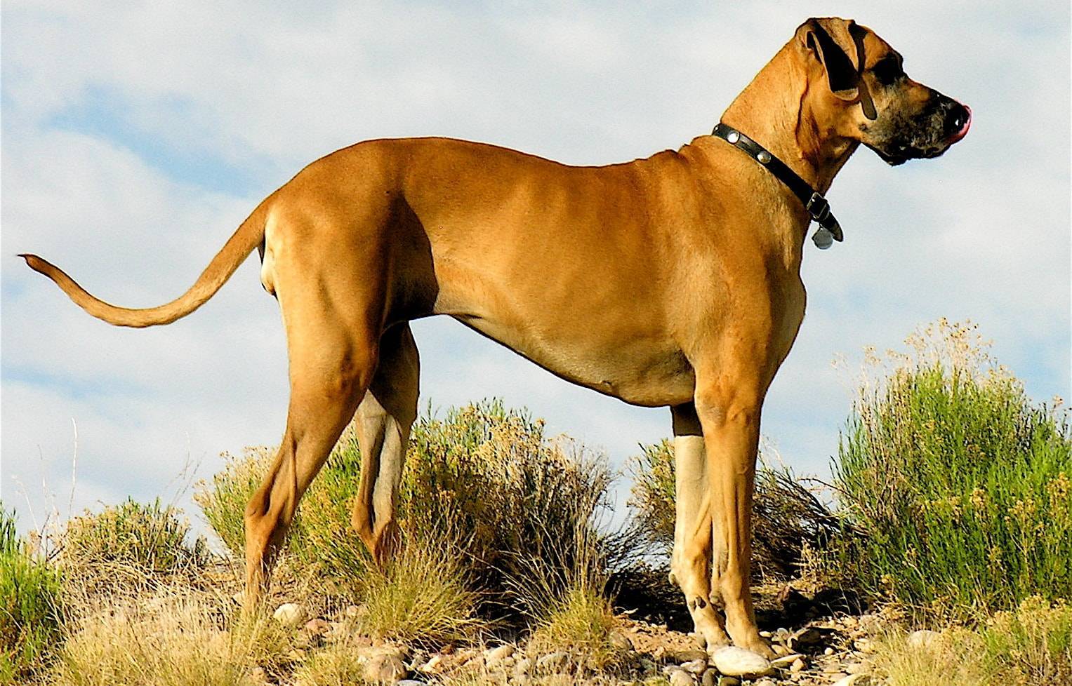 Самая большая собака в мире – топ 10 с фото и их особенностями