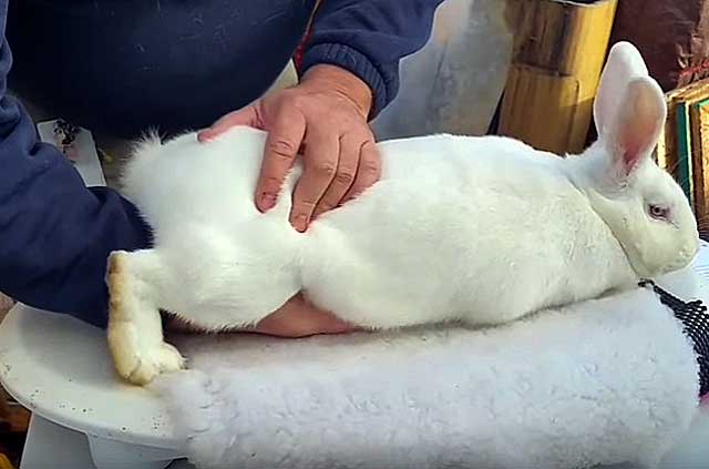 Чем лечить кроликов от глистов