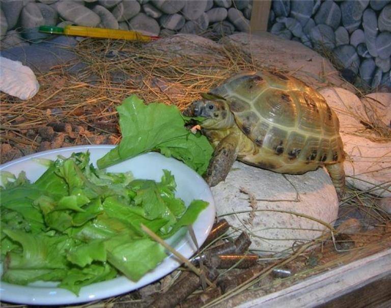Что ест сухопутная черепаха в неволе?