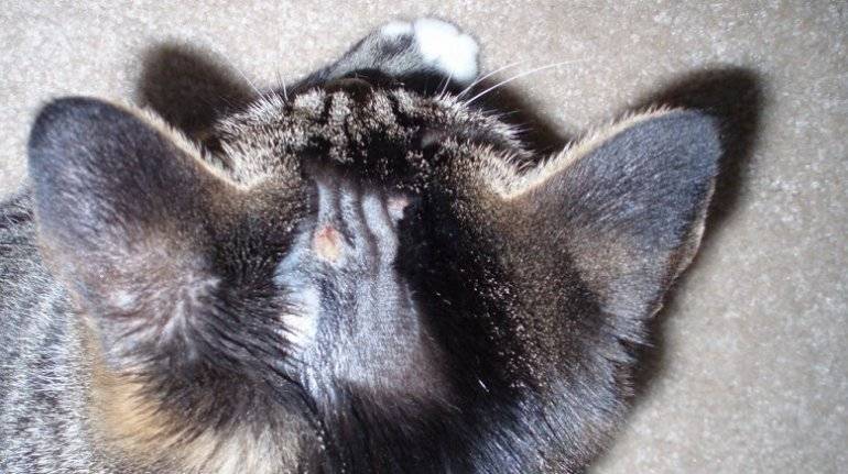 Ушной клещ (отодектоз) у кошек: симптомы, диагностика, лечение и профилактика (фото)