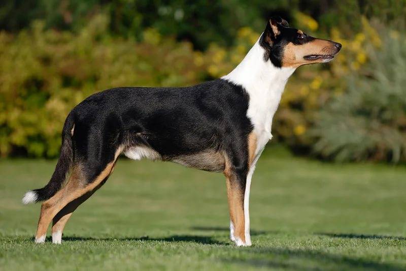 Короткошерстный колли: описание породы собак с фото и видео