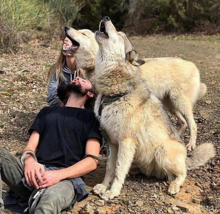 Волкособ: одомашненный волк или особый вид собаки?
