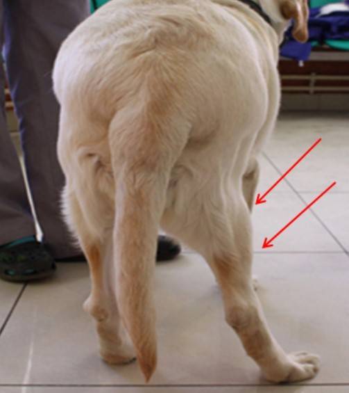 Перелом лапы у собаки: как определить передний и задний, симптомы, как долго заживает при лечении без операции