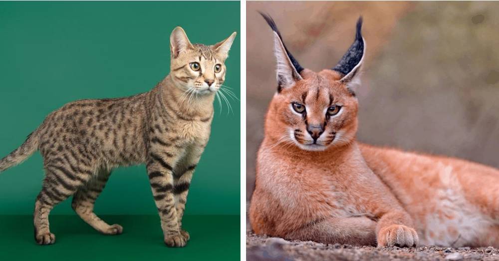 Топ-10 самых дорогих в мире кошек с фотографиями и названиями: элитные породы и драгоценные любимцы