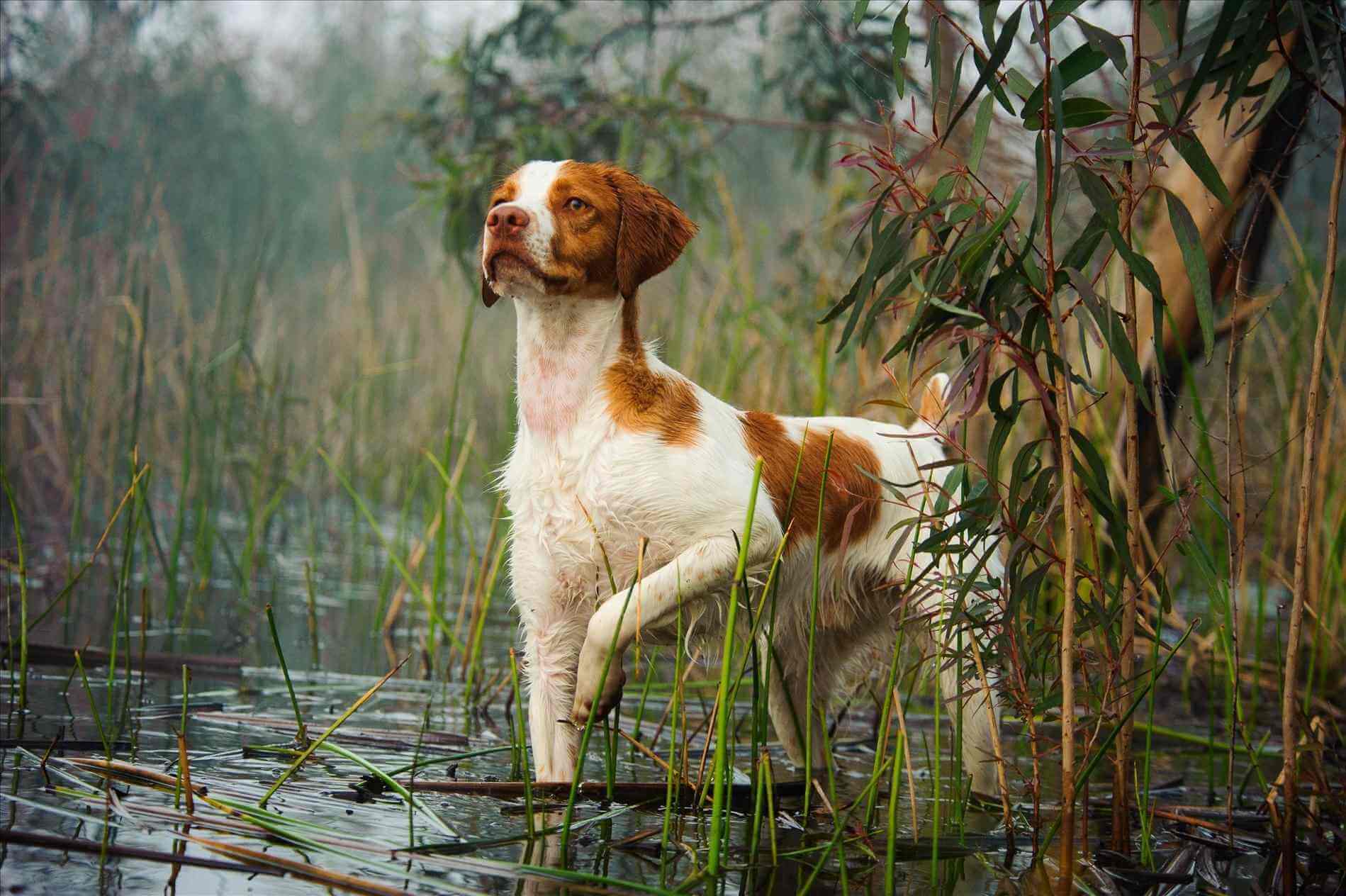 Бретонский эпаньоль (эпаньол бретон): описание породы собак с фото, видео