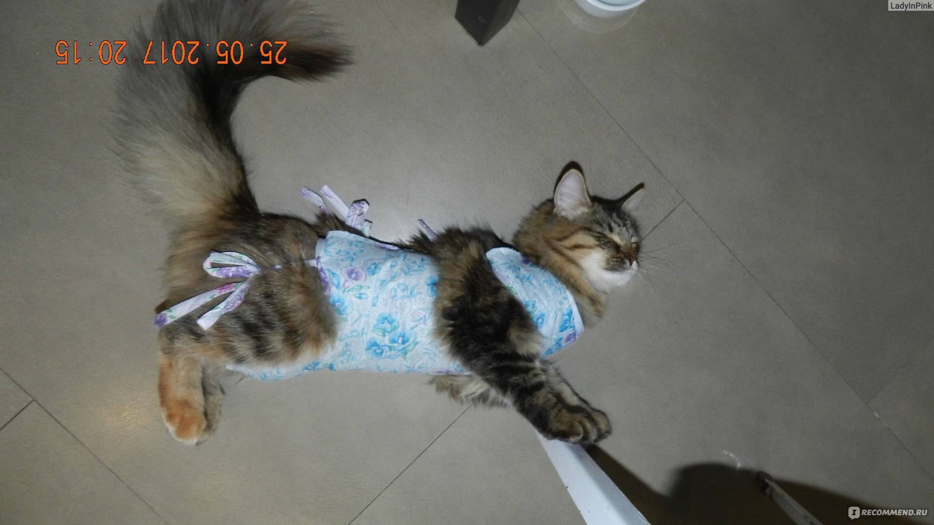 Сколько носить попону после стерилизации кошки, через сколько дней снимать
