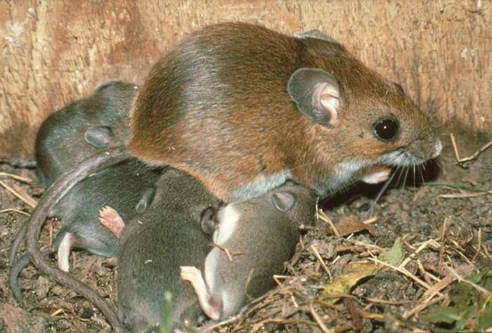 Кто питается мышами — вредитель [a pest]