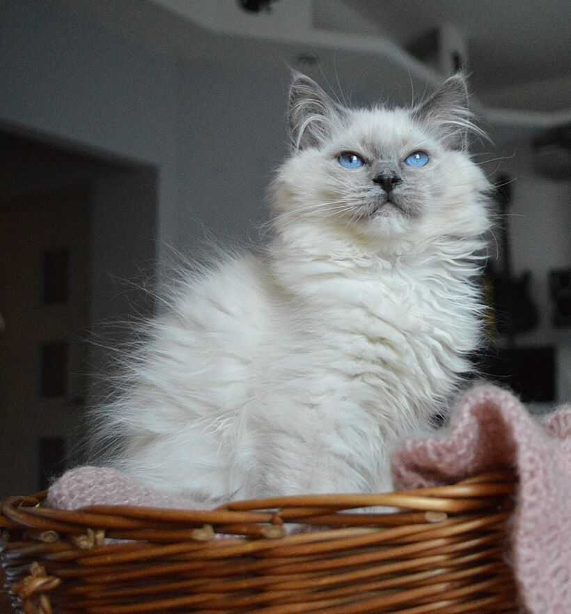 Кошка рэгдолл: описание и характер породы, основы ухода, фото
