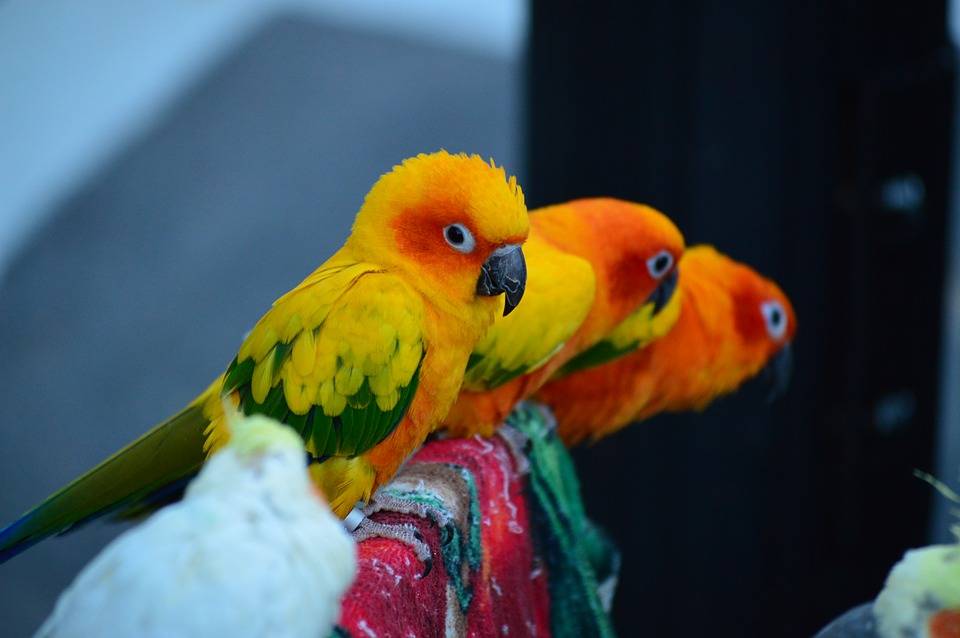 Попугаи средних размеров (15 фото): самые популярные виды домашних попугаев, правила их содержания дома