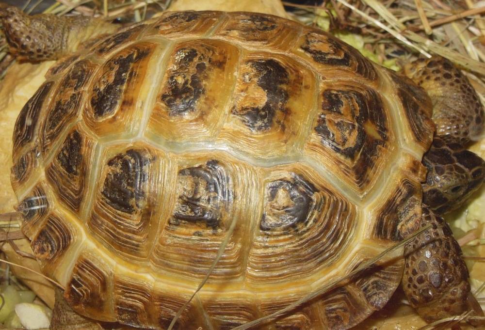 Среднеазиатская черепаха сухопутная