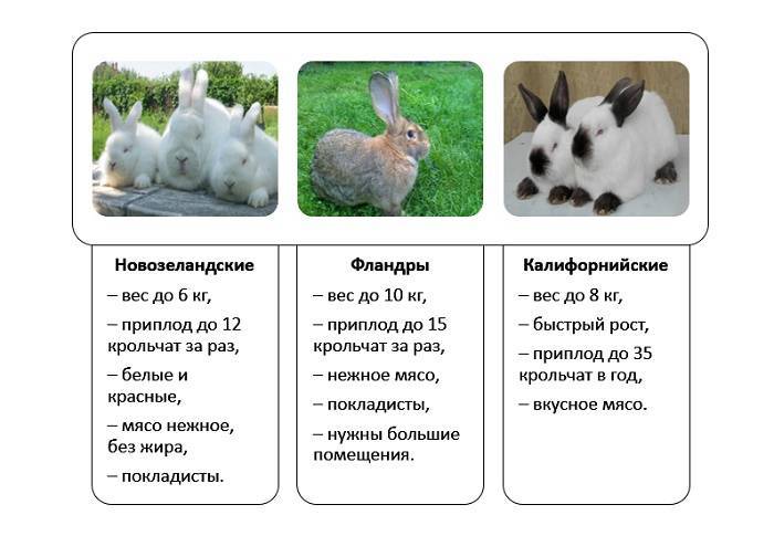 Особенности кроликов породы бабочка