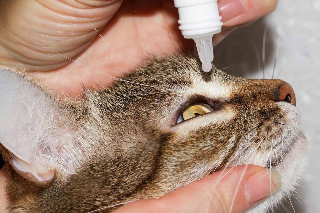 Симблефарон у кошек - срастание век и тканей глаза