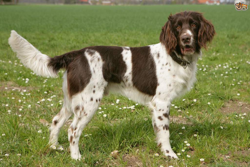 Немецкая длинношерстная легавая - лангхаар: описание внешнего вида собаки с фото по стандарту породы