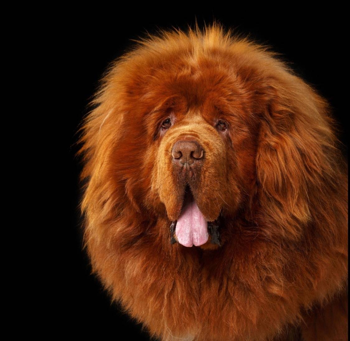 Самая большая собака в мире: топ-10 самых больших собак мира | вести