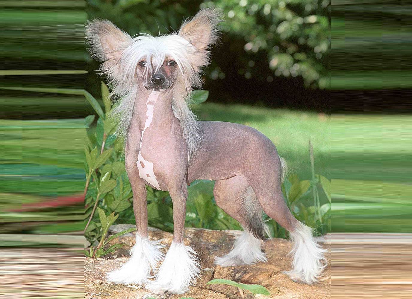 Китайская хохлатая собака фото лысая