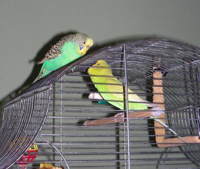 Два волнистых попугая самца в одной клетке [новое исследование]