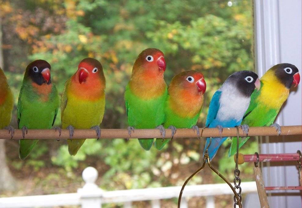 Правила разведения попугаев неразлучников в домашних условиях