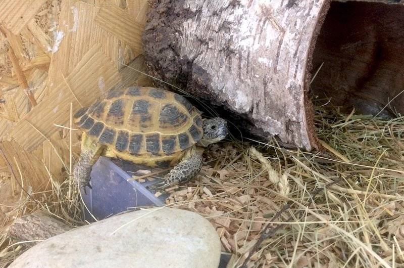 Как зимуют черепахи. Среднеазиатская черепаха в спячке. Среднеазиатская черепаха пол. Среднеазиатская Королевская черепаха. Красноухая черепаха в спячке.
