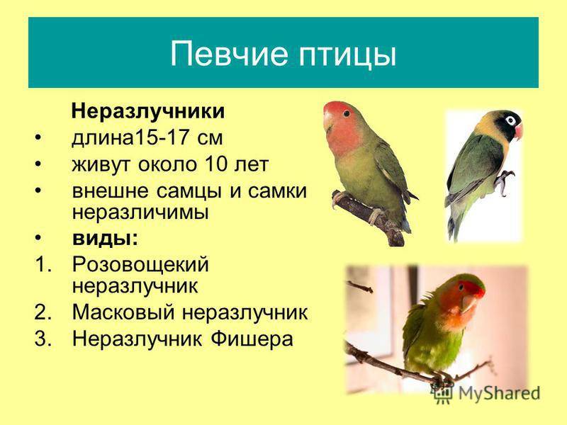 Как определить пол попугая неразлучника без специальных знаний
