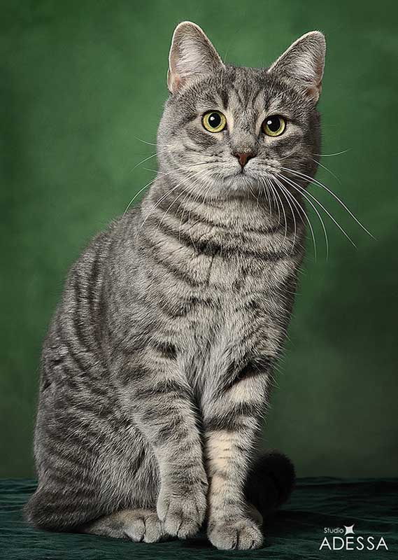 Уникальные породы кошек с фотографиями и названия: какие виды домашних любимиц самые редкие в мире?