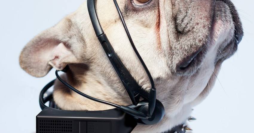 Звук собаки лай лает собака слушать скачать онлайн громко