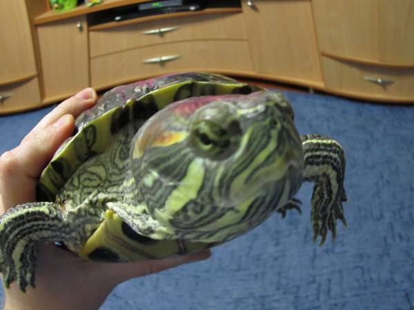 Красноухая черепаха: в домашних условиях, содержание и уход