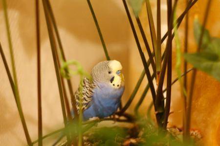 Попугаи. виды попугаев. описание и образ жизни различных попугаев