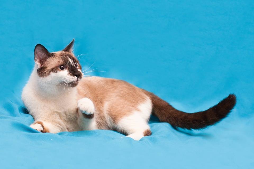 Сноу-шу кошки - snowshoe: описание породы, характер, уход за породой кошек сноу-шу
