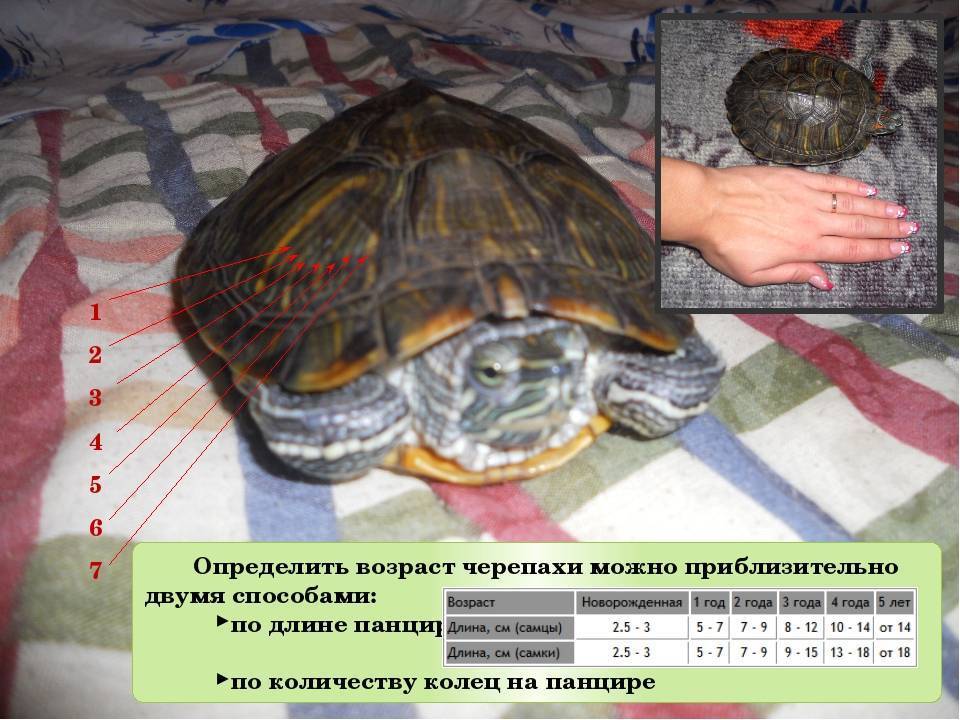 Как узнать сколько лет красноухой черепахе