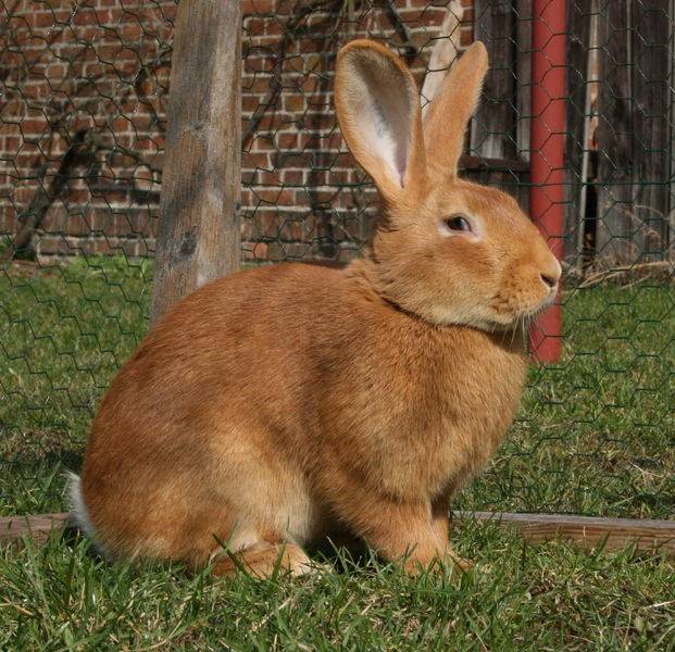 Кролики бургундской породы: особенности разведения в домашних условиях