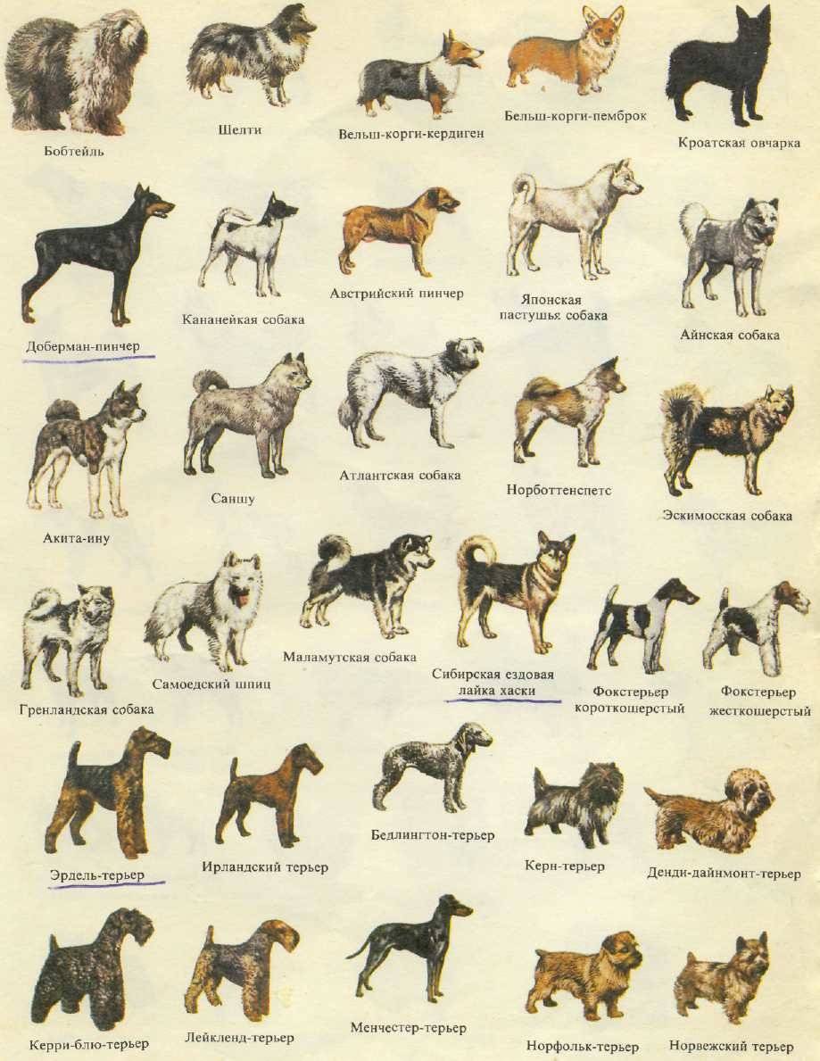 Где можно встретить собак. Порода собак Меркурий. Породы собак с фотографиями и названиями средних и крупных пород. Породы средних собак названия. Ягд терьер стандарт ФЦИ.