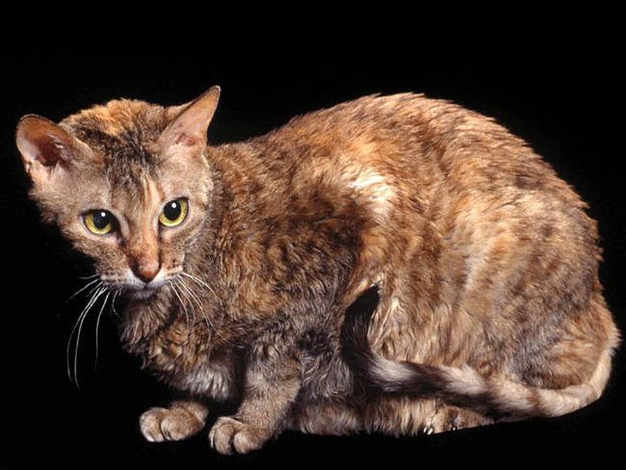 Немецкий рекс: описание породы, характер кошки, советы по содержанию и уходу, фото
