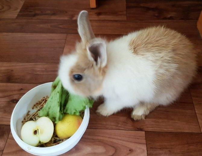 Мнение ветеринаров: сколько раз в день кормить кроликов