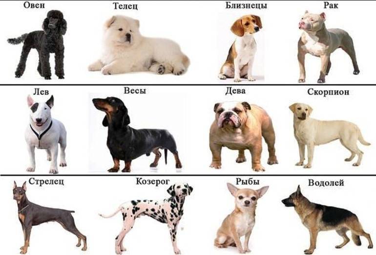 Какую породу собак выбрать для себя: состав семьи, ее возможности и предпочтения, а также сложности ухода за некоторыми породами