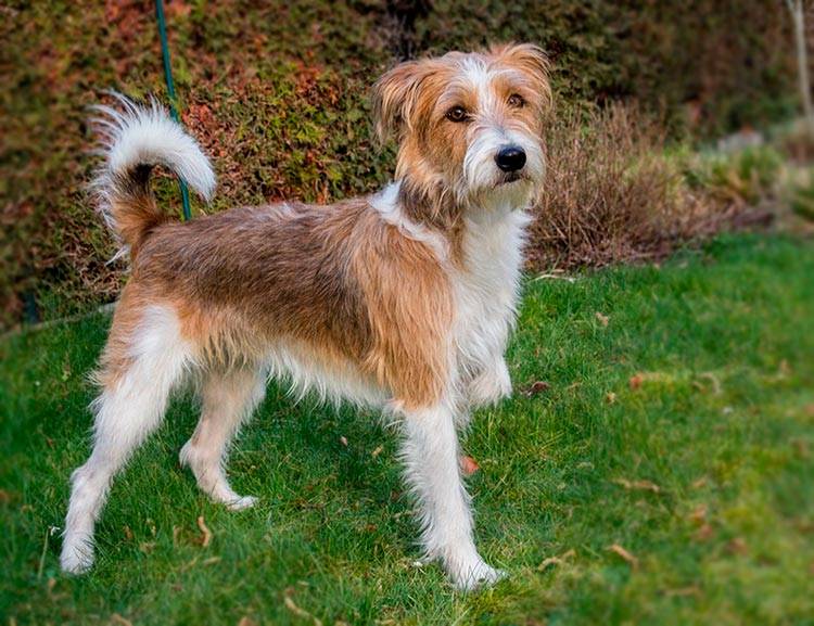 Кромфорлендер – семейная собака, которую непросто раздобыть - petsguide