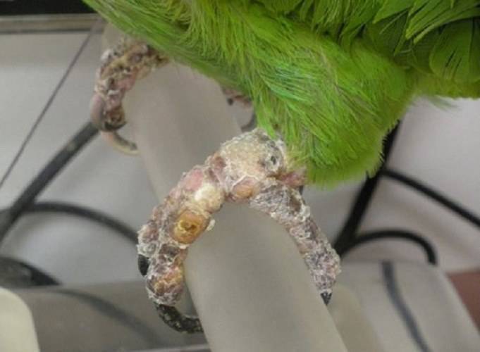Почему волнистый попугай постоянно чешется: обзор причин и их решения