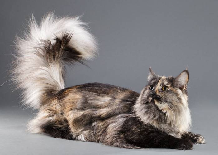 Норвежская лесная кошка: история выведения породы, характер, поведение, здоровье, уход, питание, вязка