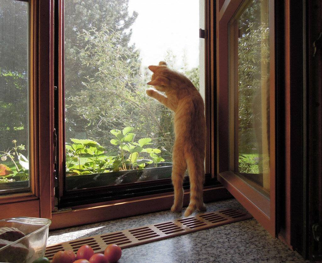 Входная дверь, холодильник, кран - что еще легко могут открыть ваши кошки