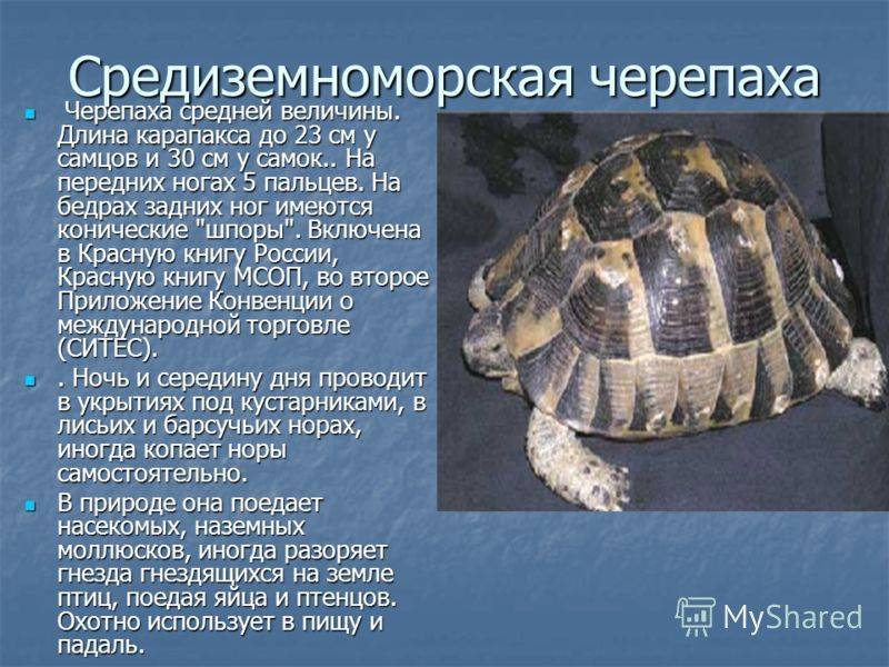 Зелёная морская черепаха - доклад, сообщение, фото