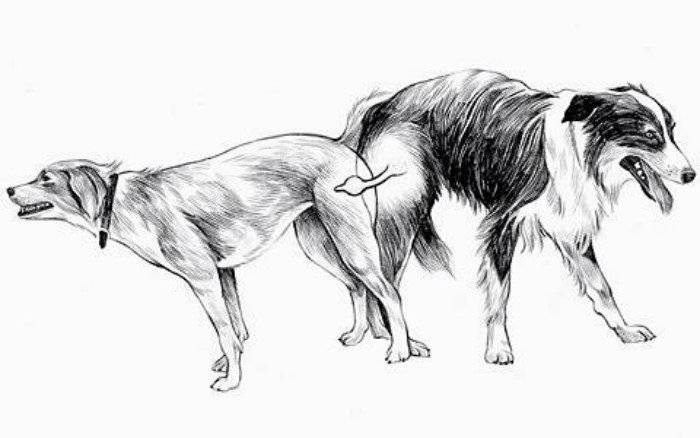 Почему собаки слипаются при спаривании: причины сцепки