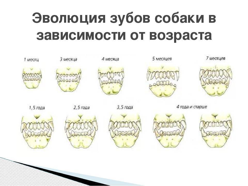 Как отличить зубы. Как определить Возраст собаки по зубам. Схема смены молочных зубов у щенков. Определитьвозврастсобак по зубам.