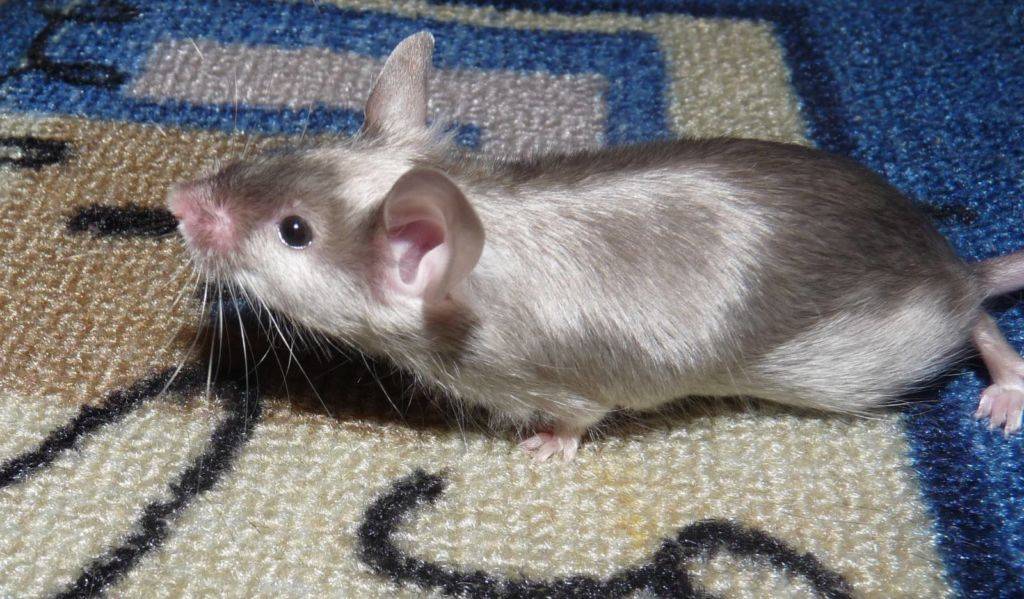 Виды и породы декоративных крыс