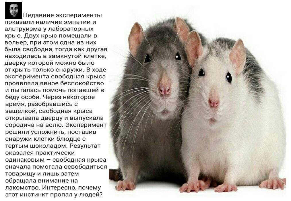 Травмы крыс