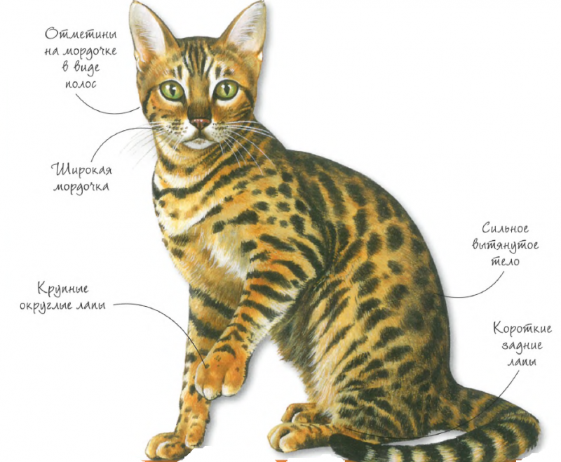 Бенгальская - порода кошек - информация и особенностях | хиллс
