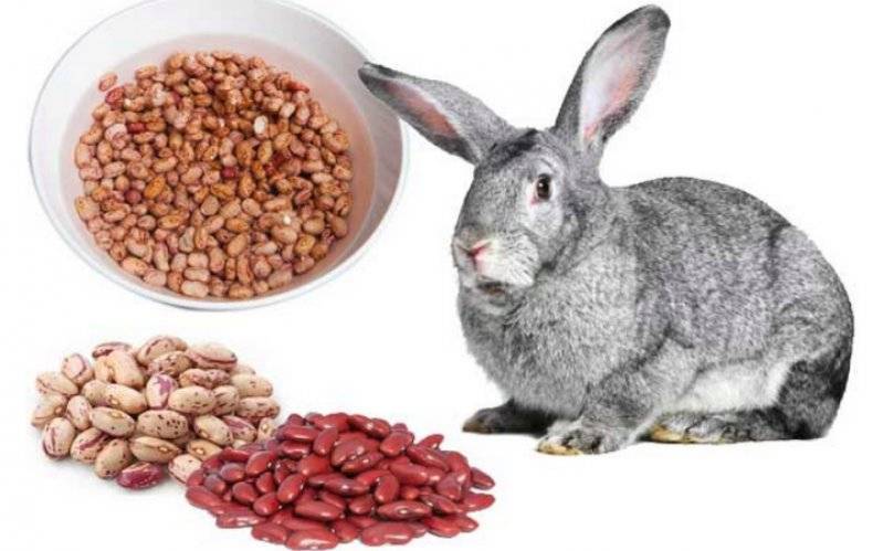 Как кормить кроликов горохом
