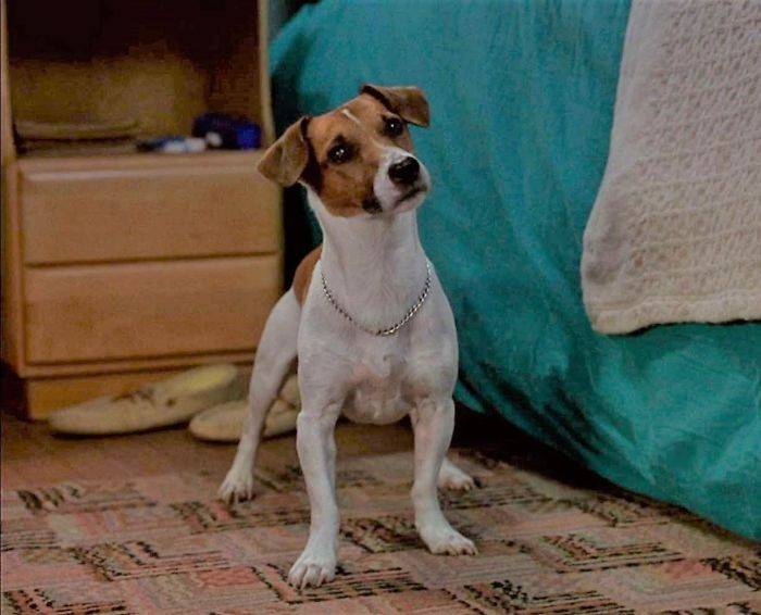Порода собаки из фильма маска (50 фото): взрослый джек рассел терьер, какая из кинофильма трудный ребенок, какое название майло, был черный пес