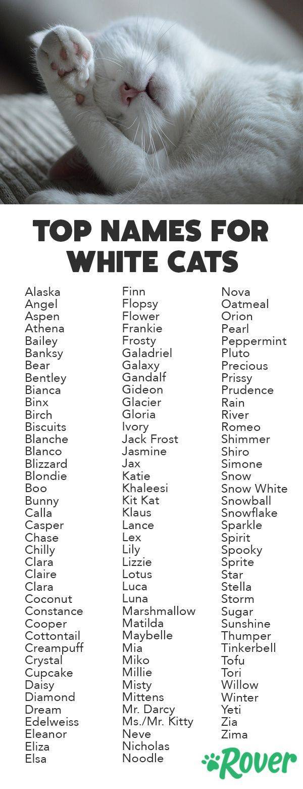Как выбрать имя коту — смешные и брутальные, редкие и популярные, красивые и необычные клички для котят мальчиков