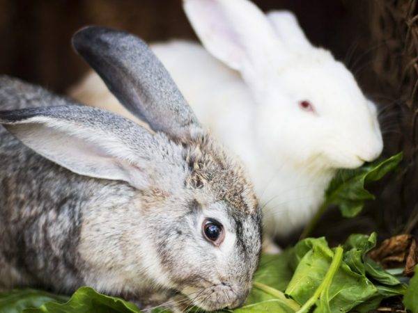 Можно ли кормить декоративного кролика капустой