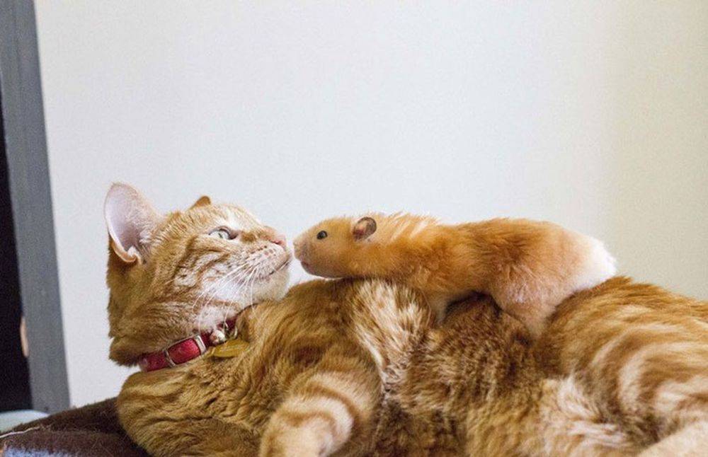 Хомяк и кот в одной квартире: едят ли кошки хомяков?