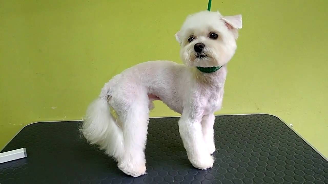 Модели стрижек собак породы мальтезе: как подстричь мальтийскую болонку самому
